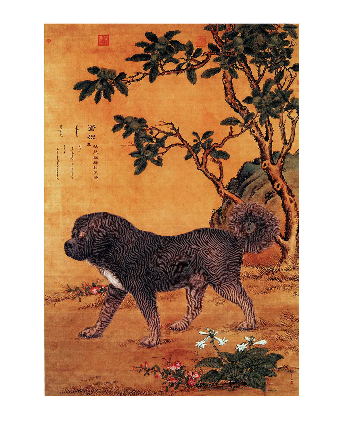 苍猊犬.jpg